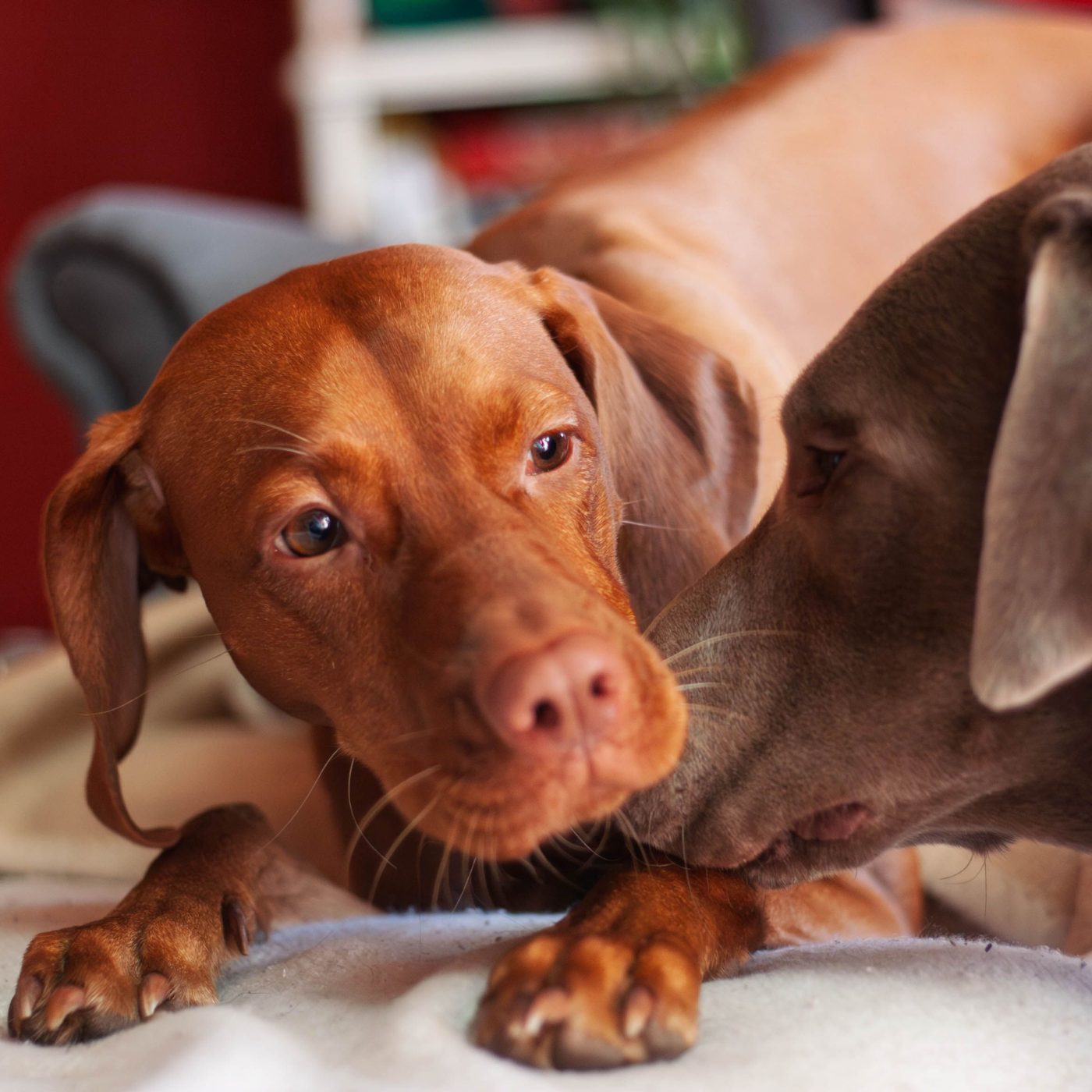 dog image