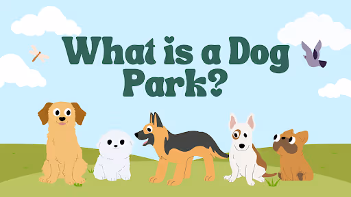 What Is a Dog Park