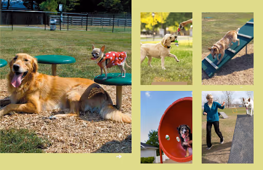 Benefits of Dog Park Equipment