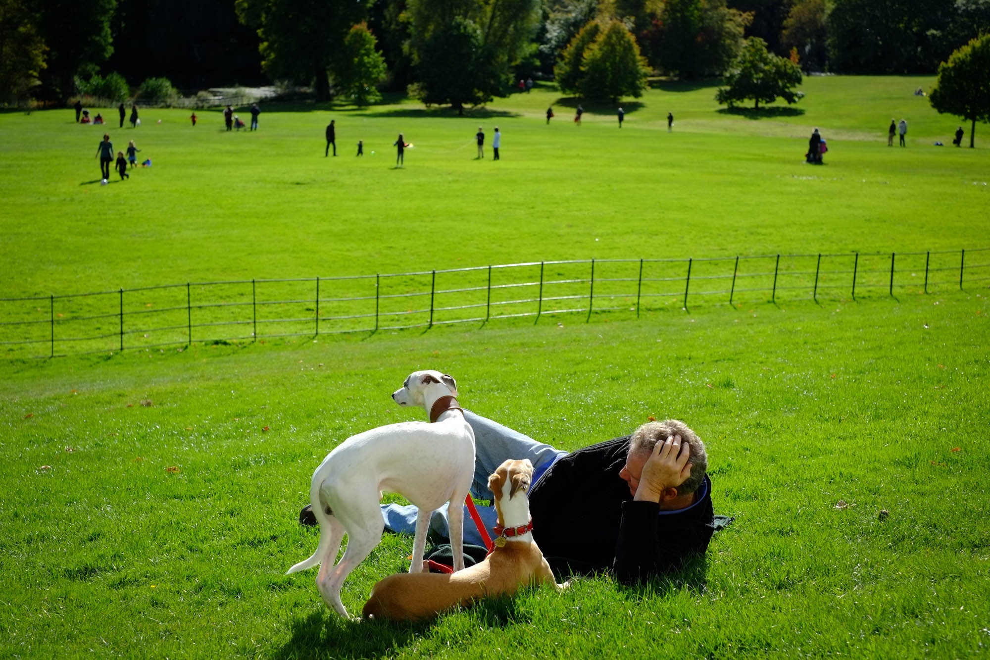 Man lying on green park grass with two slender dogs beside him and small groups of people in the distance