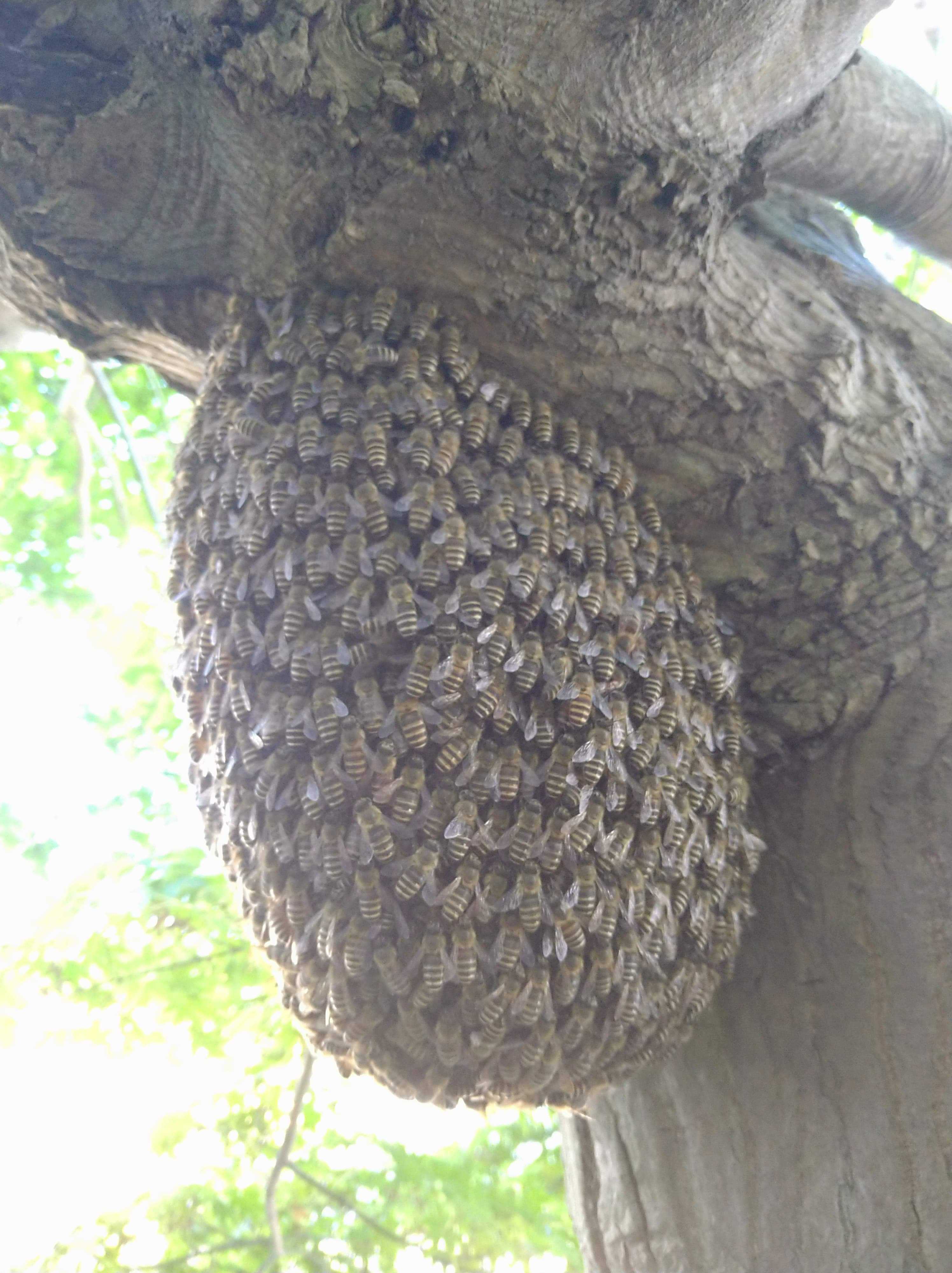 柏の生き物1：柏のニホンミツバチの分蜂 | kamon かしわ
