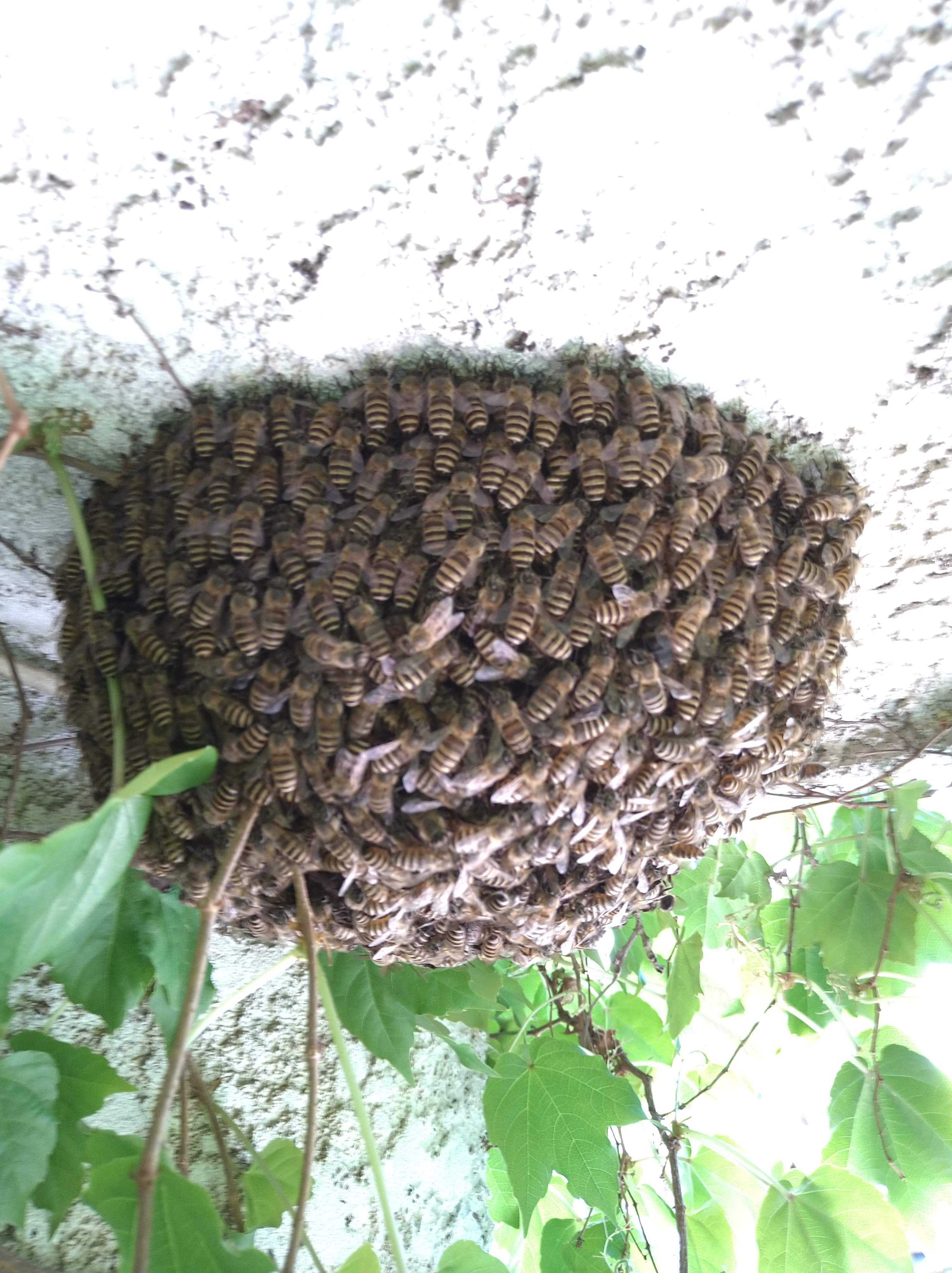 柏の生き物1：柏のニホンミツバチの分蜂 | kamon かしわ