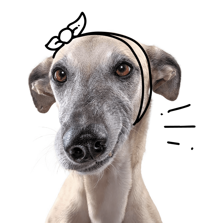 A greyhound with a toothache and a bandage wrapped around his head.