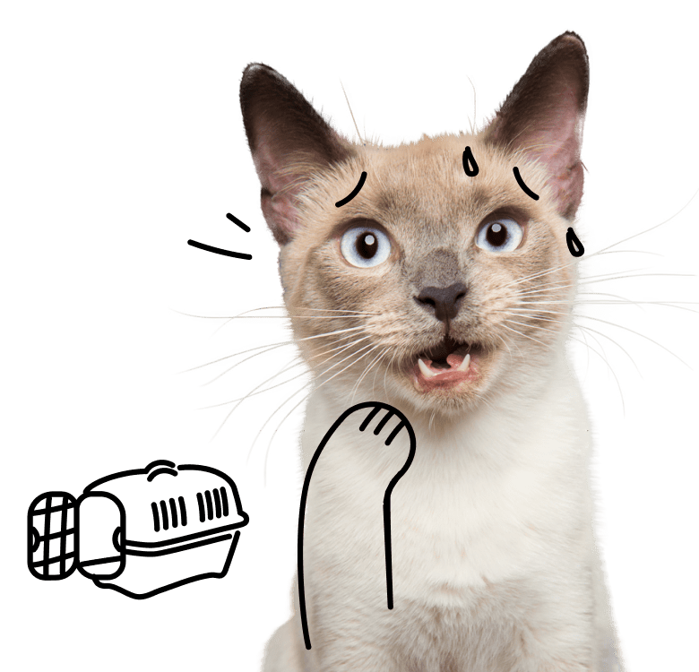 Nervous cat doesn't want to get into their crate.