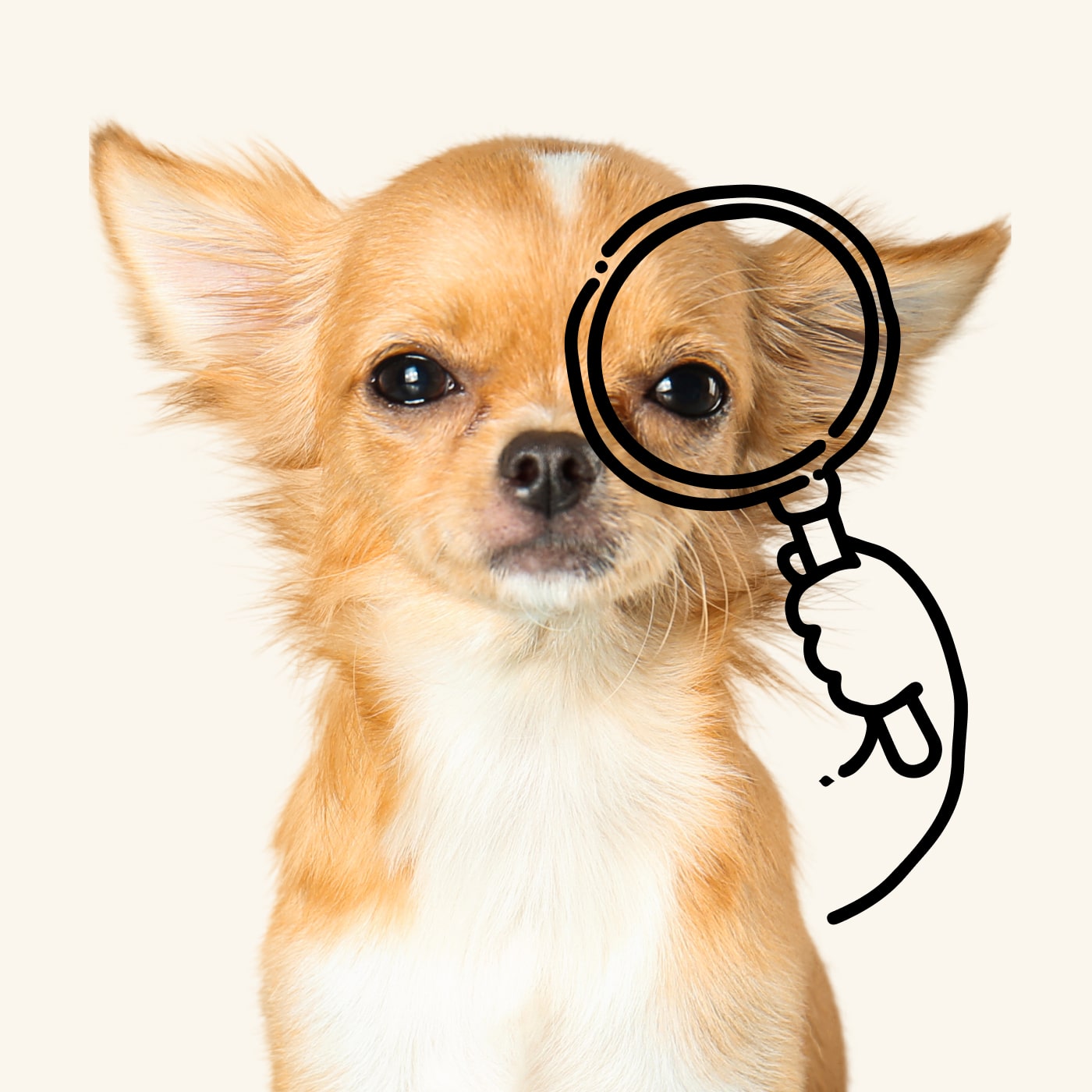 A chihuahua holding a magnifying glass up to their eye.