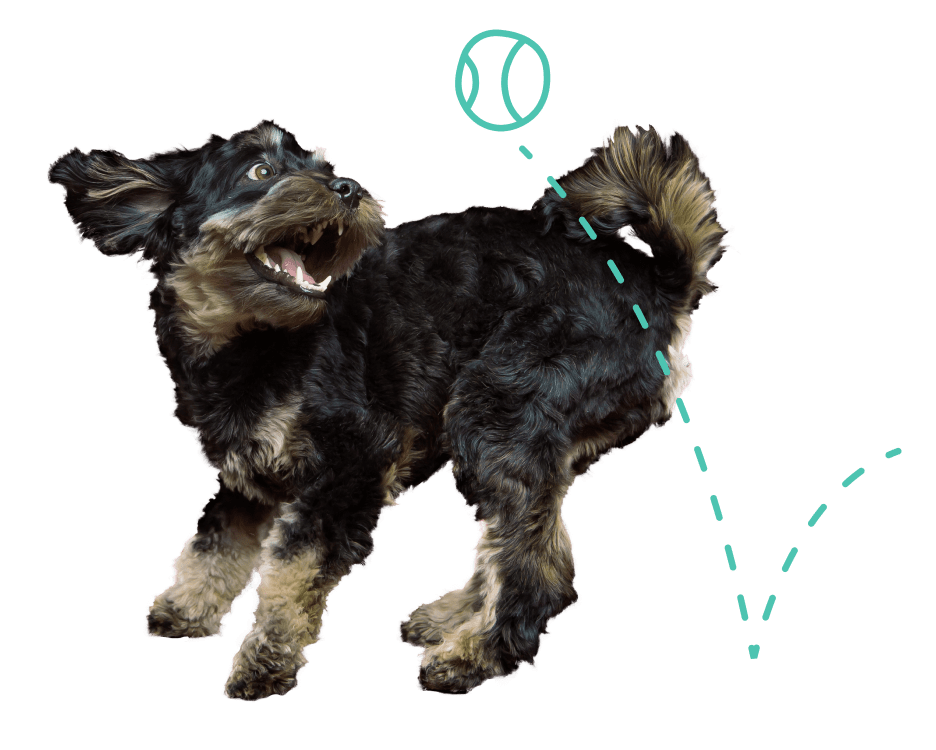 A puppy excitedly playing with a ball.