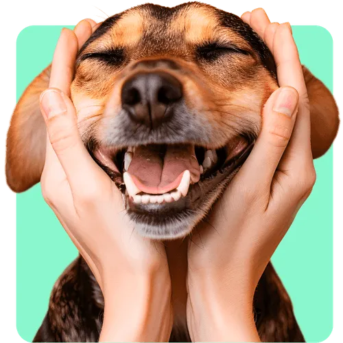 Happy dog with hands holding face