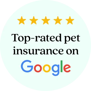 Top-rated pet insurance on Google.