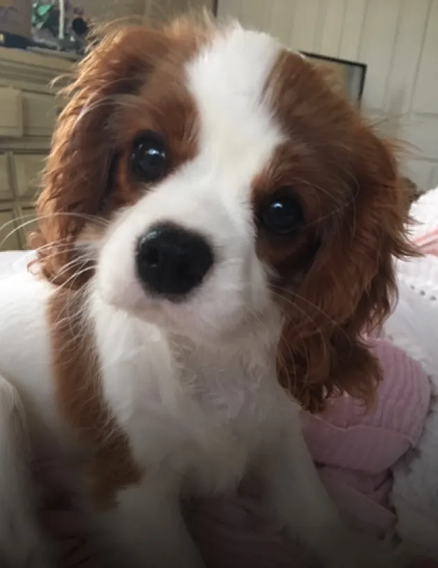 Sir Lancelot the Cavalier King Charles Spaniel.