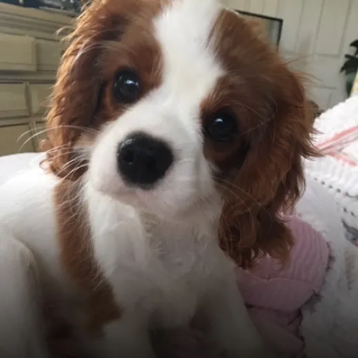 Sir Lancelot the Cavalier King Charles Spaniel.