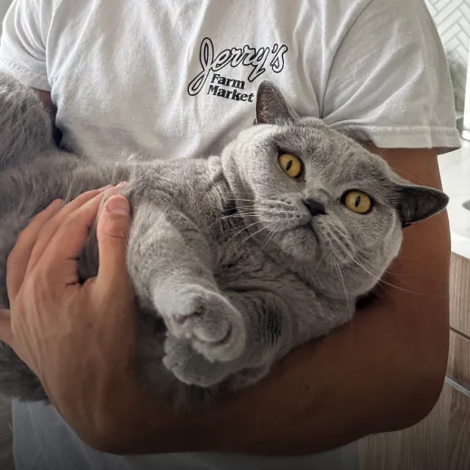 Rumple the cat looking concerned as their parent holds them.