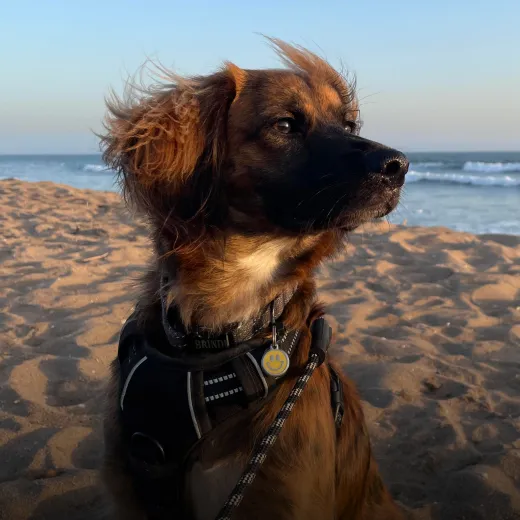 A dog named Brindi sitting on a beach and looking very regal.
