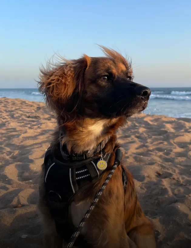 A dog named Brindi sitting on a beach and looking very regal.