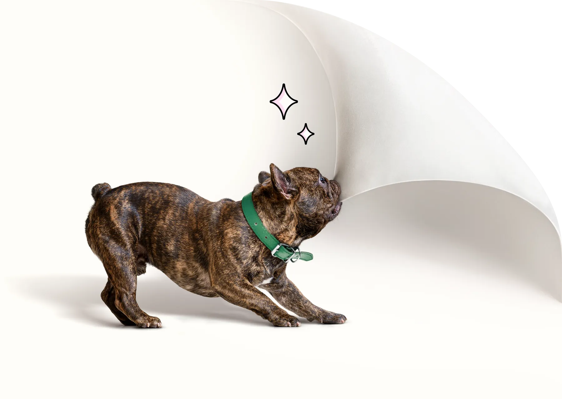 A French Bulldog biting the corner of the screen and pulling it back to reveal a comparison chart.
