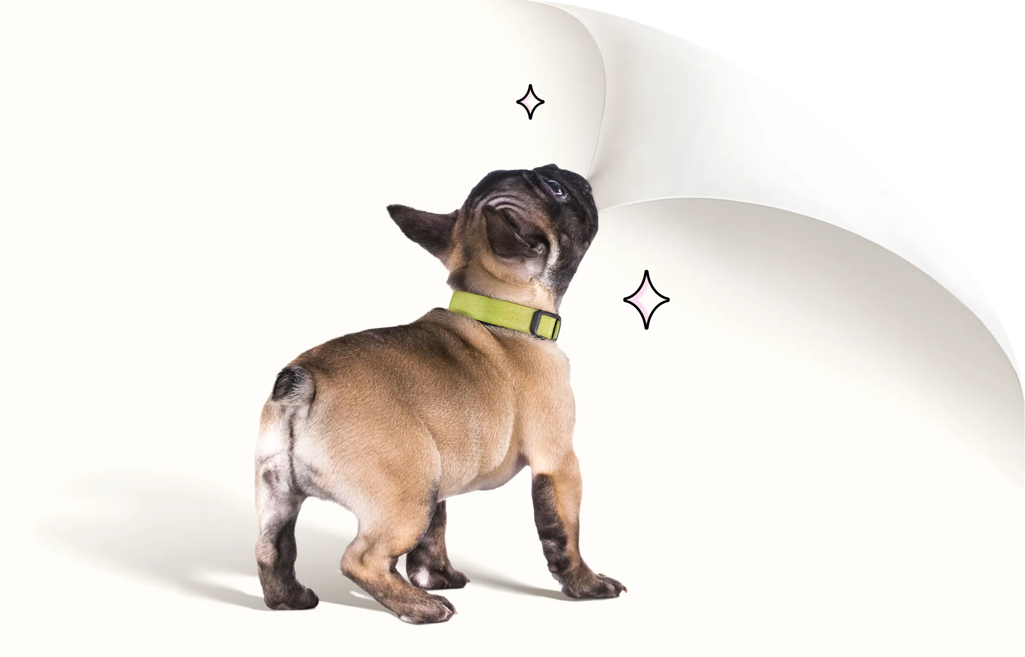 A small dog biting the corner of the screen and pulling it back to reveal a comparison chart.