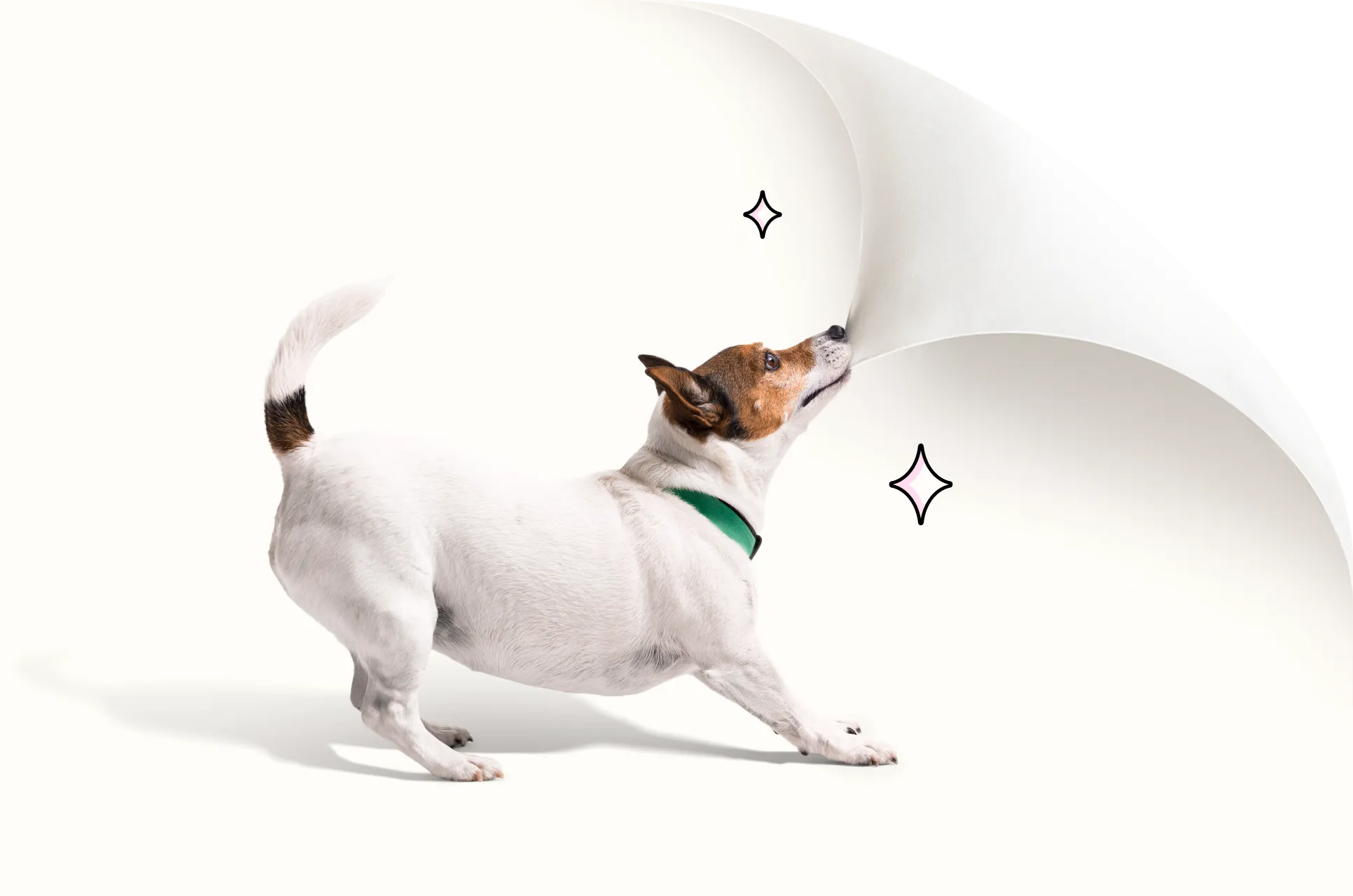 A small dog biting the corner of the screen and pulling it back to reveal a comparison chart.