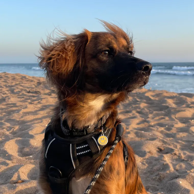 Brindi the dog sitting on a beach with the breeze in their face.
