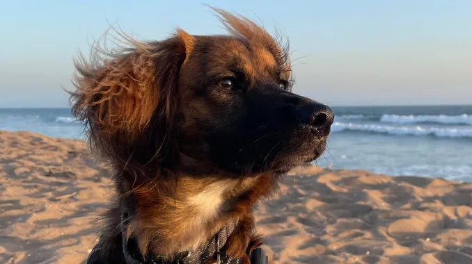 Brindi the dog sitting on a beach with the breeze in their face.