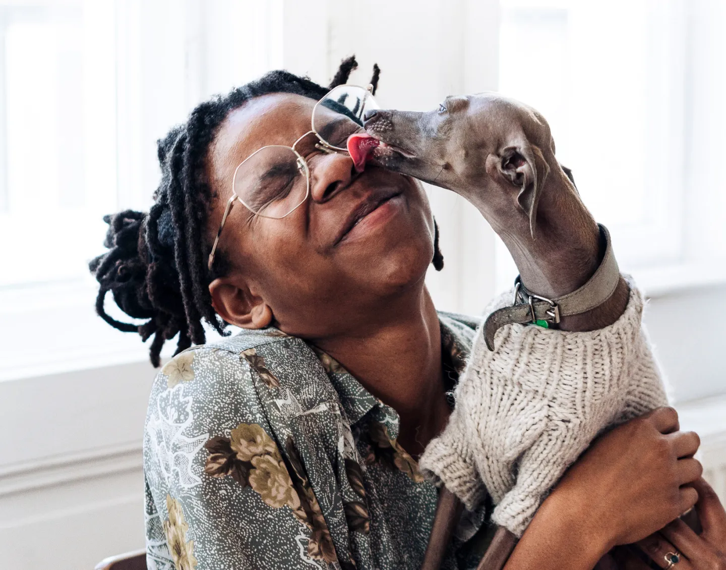 An Italian Greyhound in a knit sweater giving it's owner kisses.