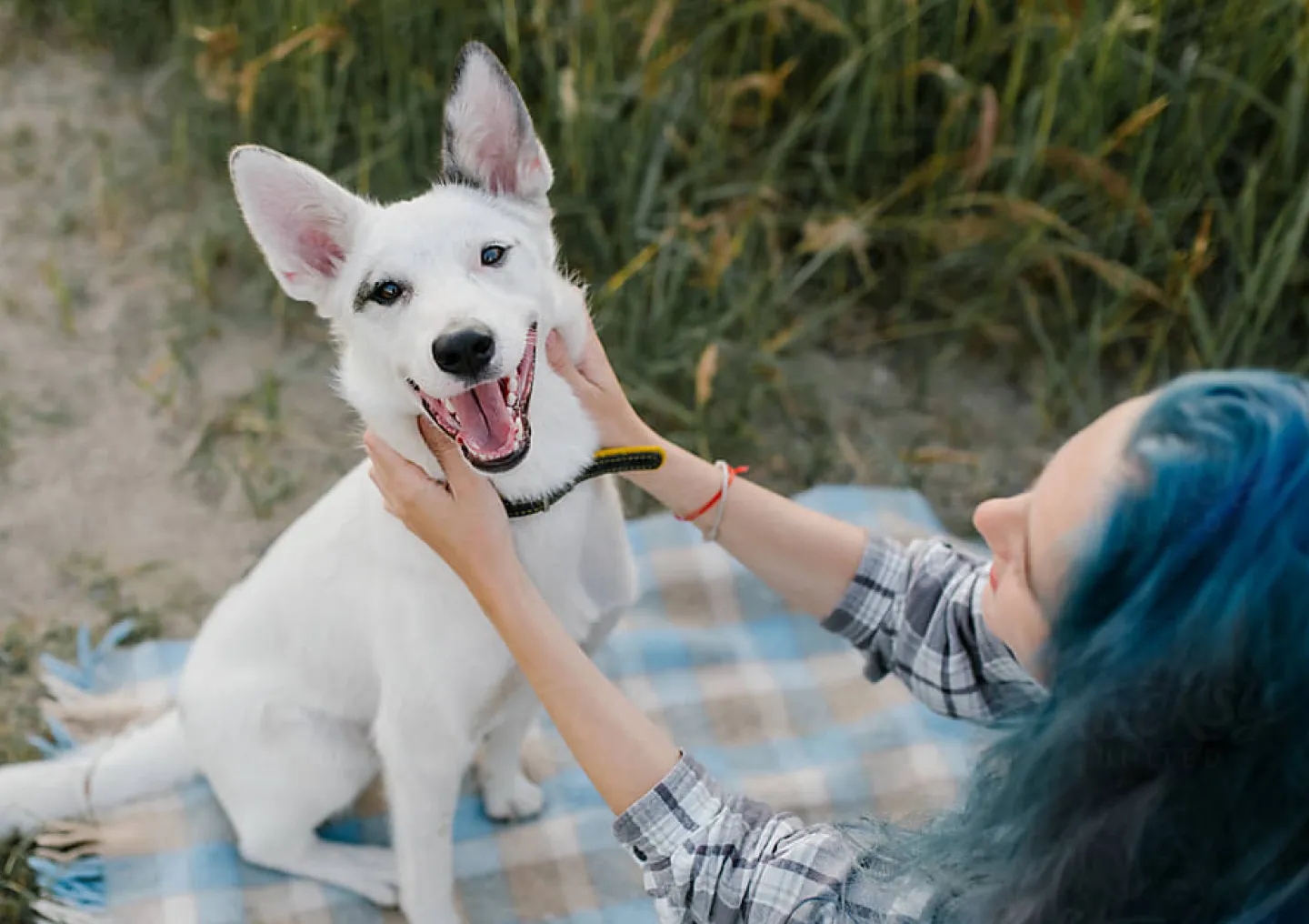 A happy dog getting their cheeks pet on a blanket at the beach.