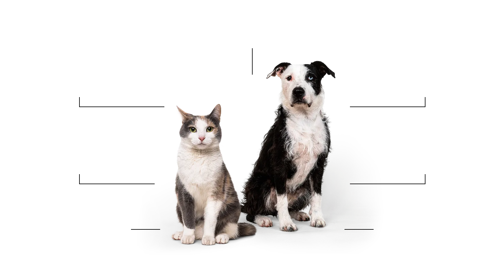 A cat and dog sitting next to each other.