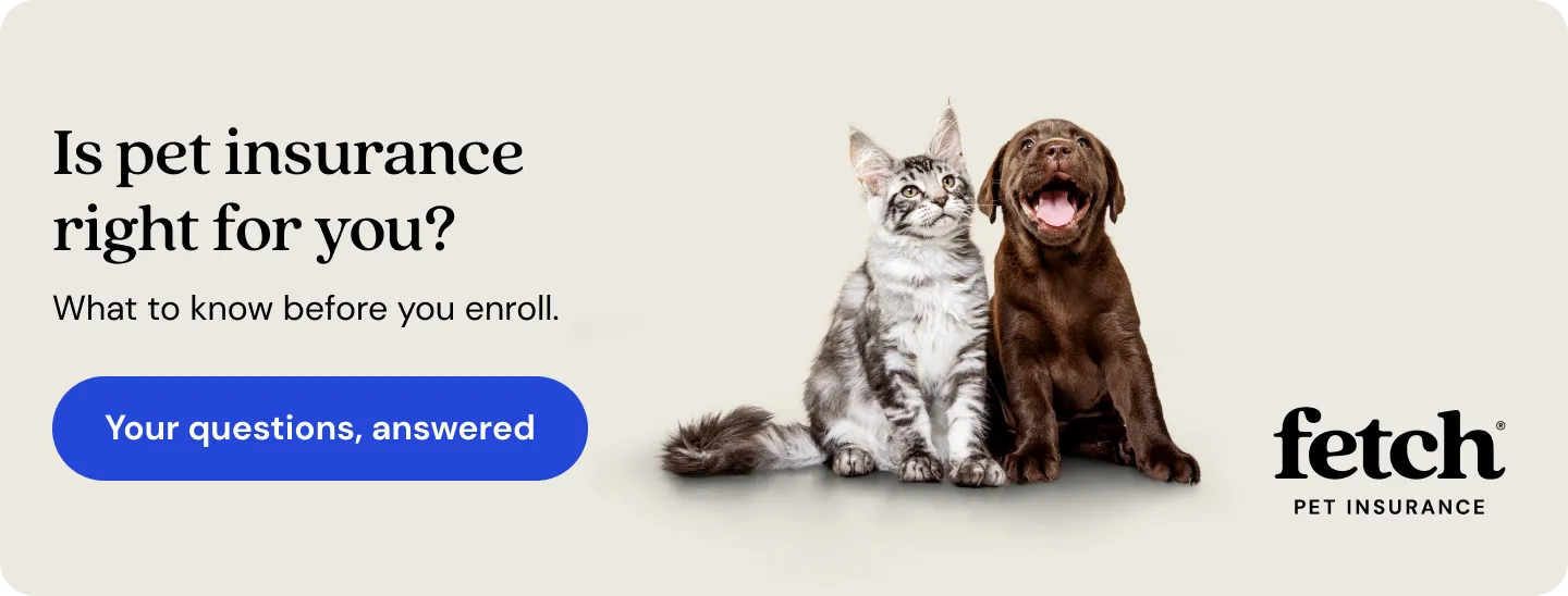 Is pet insurance right for you? Your questions answered.