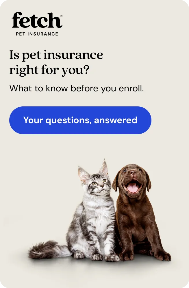 Is pet insurance right for you? Your questions answered.