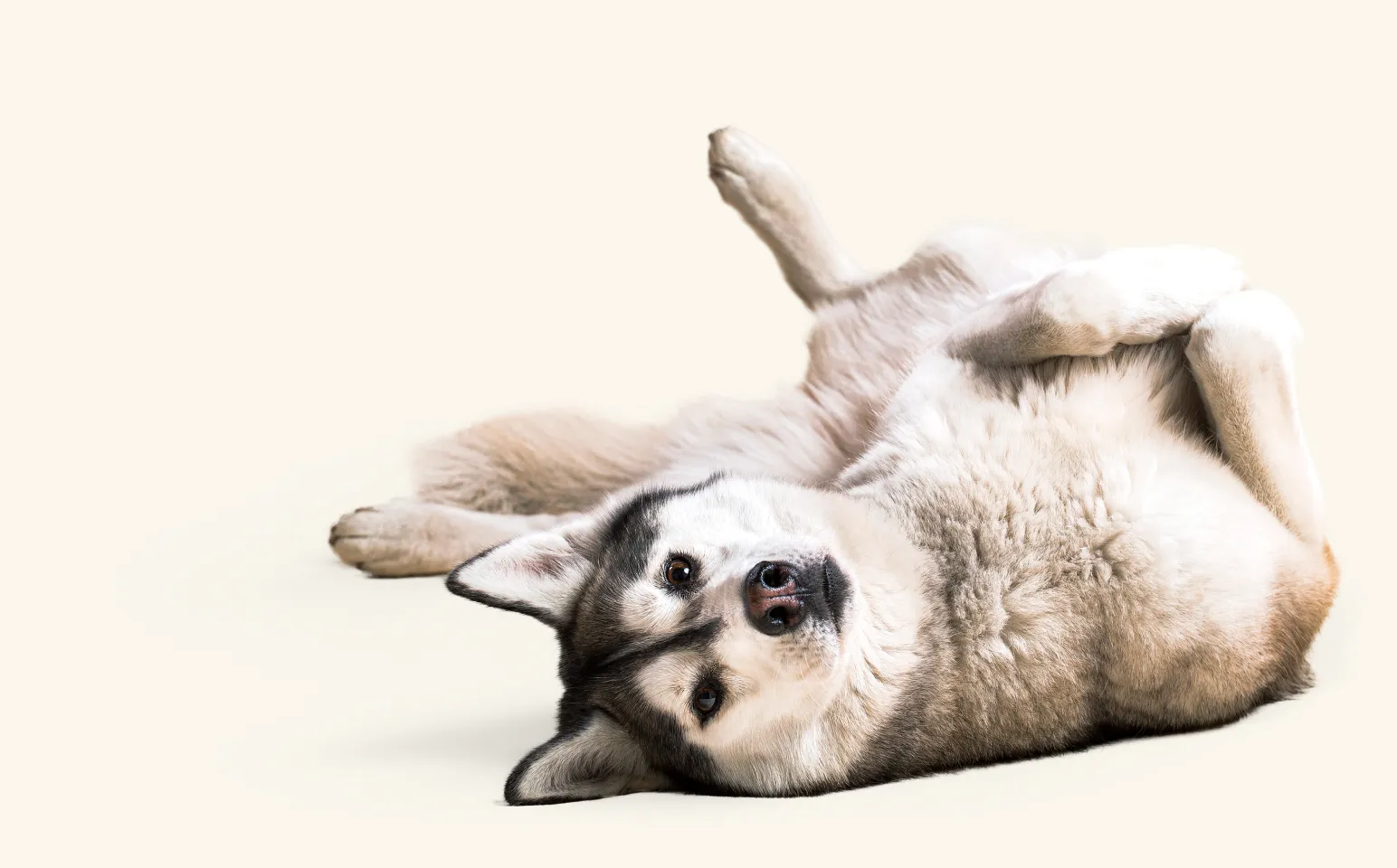 A cute Husky dog laying on their back.