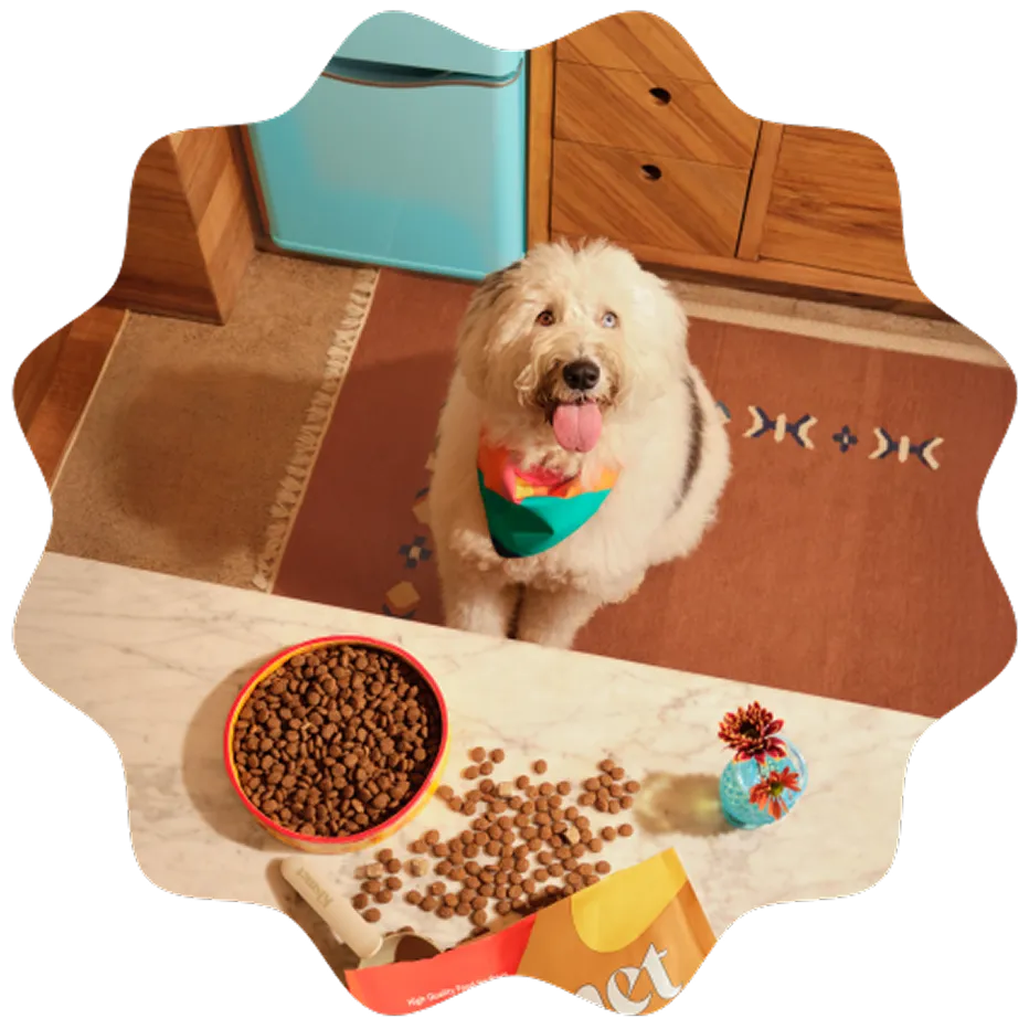 A cute dog waiting for their food.