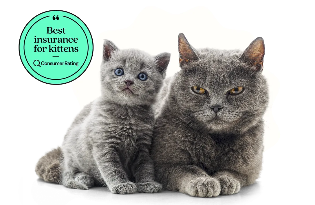 A kitten sitting next to an adult cat with a badge that reads "Best insurance for kittens according to Consumer Rating.