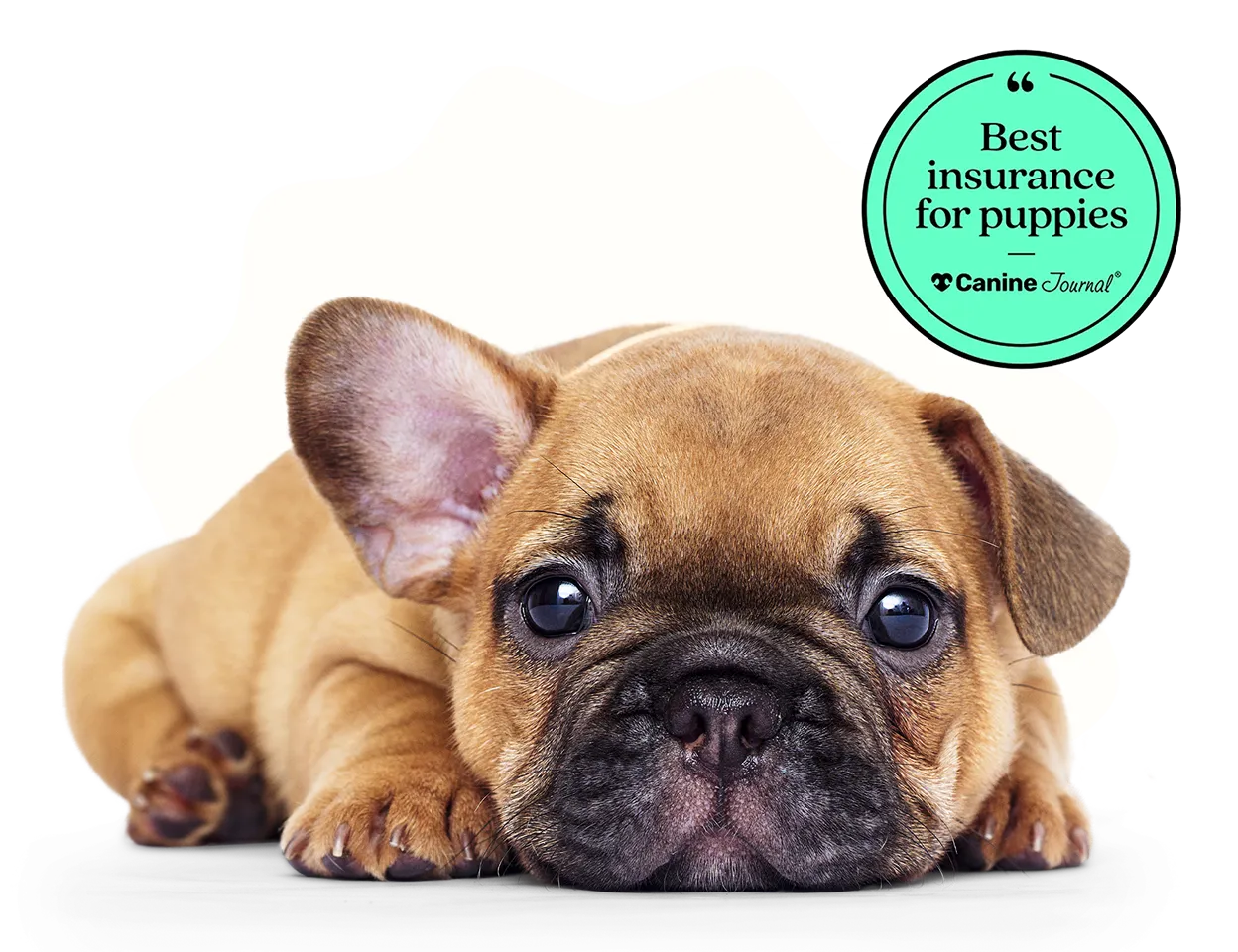 A small puppy laying down with a badge that says "Best insurance for puppies according to Canine Journal".