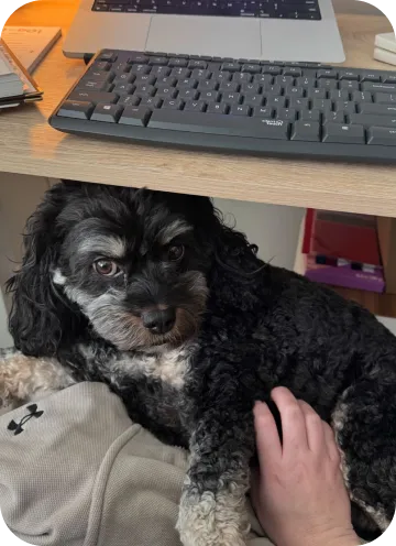 A dog on their owners lap while they work at their computer.