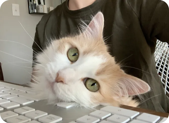 A cat resting their head on a keyboard.