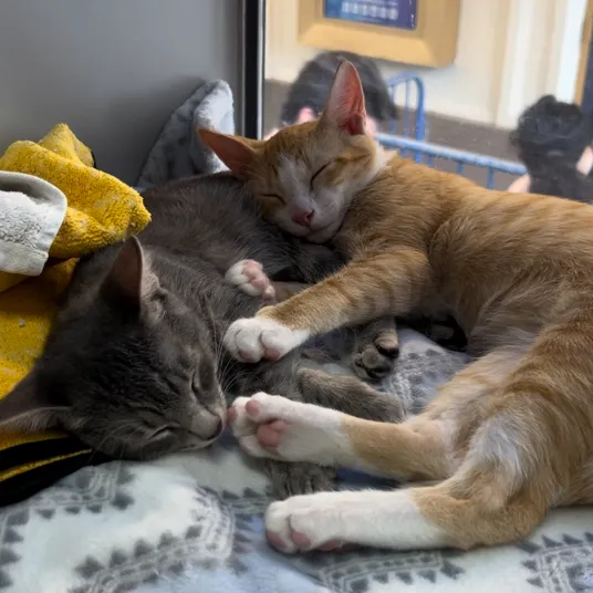 Two cats snuggled up, napping together.