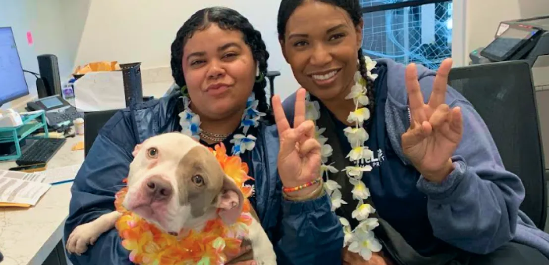 Two Fetch employees making peace signs with their pit bull.