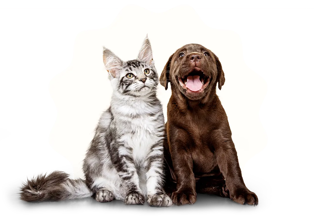 A kitten and a happy puppy sitting next to each other.