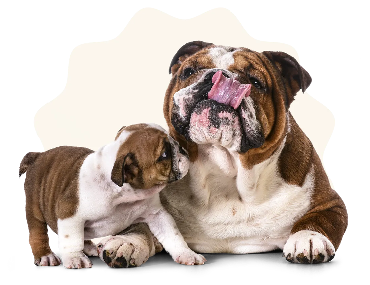 Two playful English Bulldogs, one puppy and one adult.