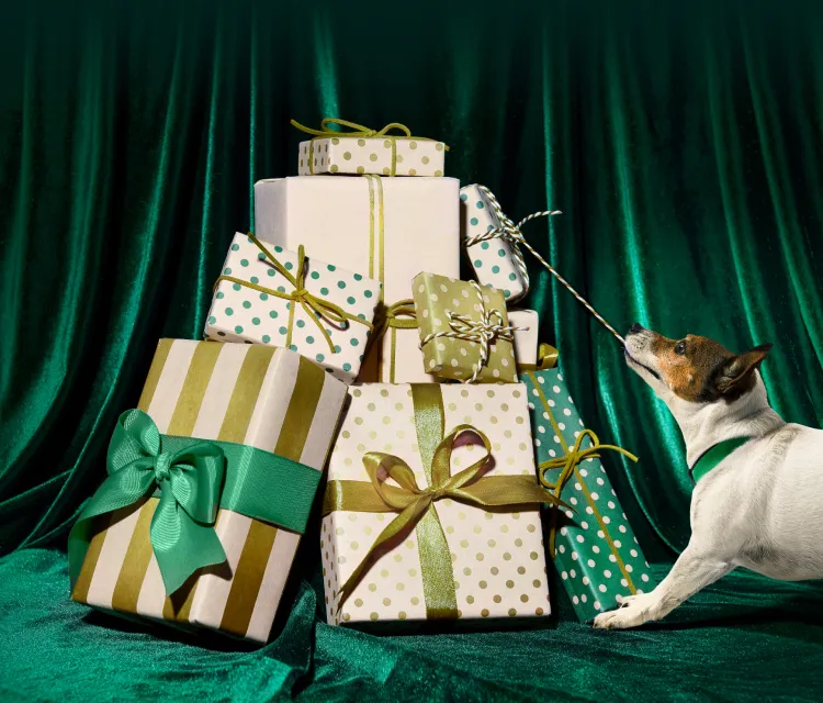 A dog playing with a pile of presents.