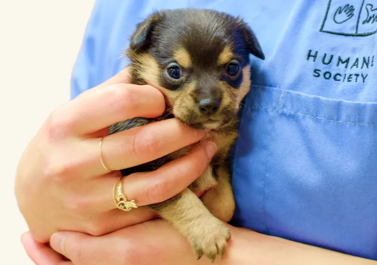 A shelter worker holding a cute puppy.