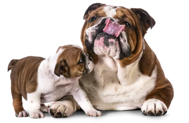 A puppy next to an older dog.