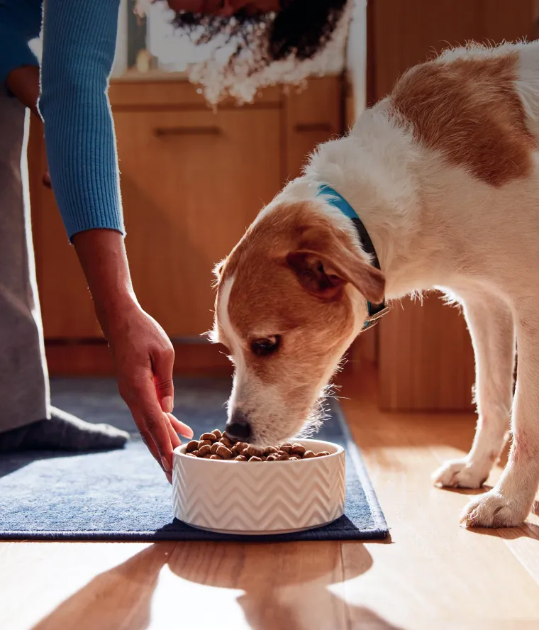 A person putting their dogs food down for them.