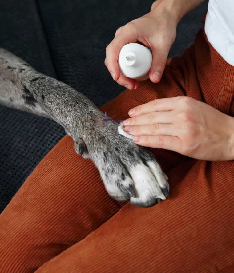 A person applying medicine to their dogs paw.