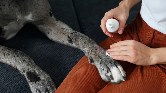 A person applying medicine to their dogs paw.