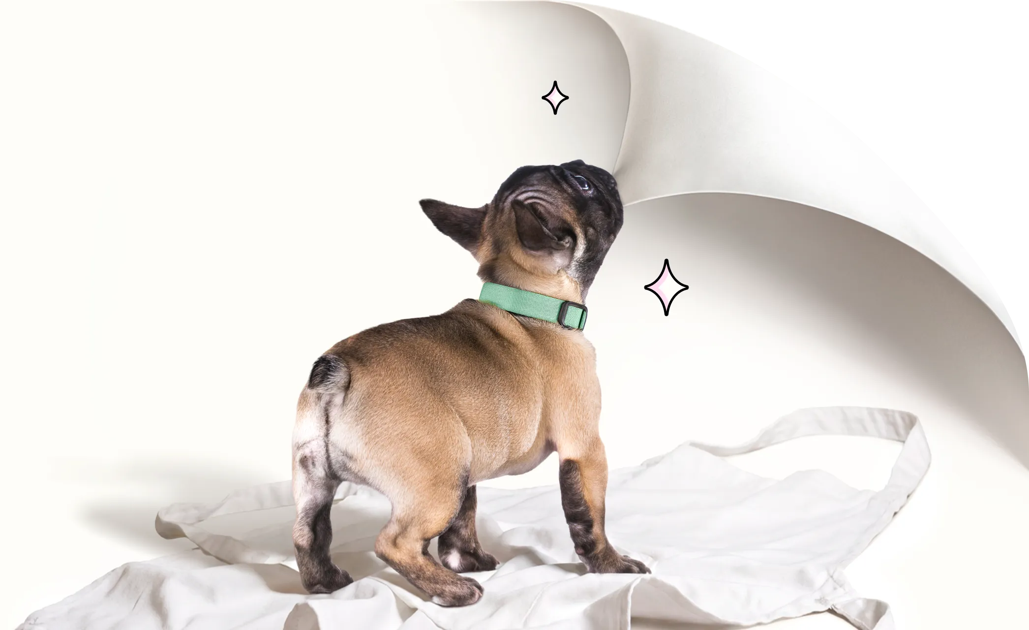 A small dog biting the corner of the screen and pulling it back to reveal a comparison chart.