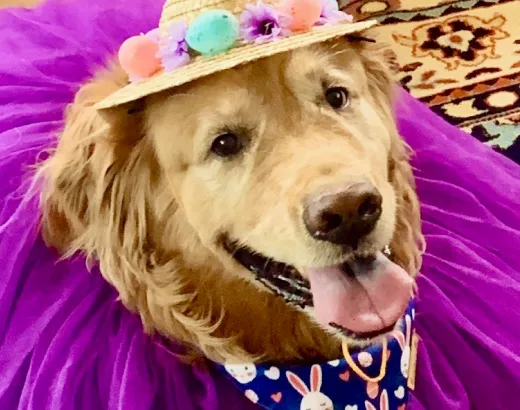 Daisy the dog in a pretty pink dress.