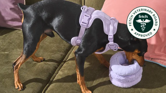 Fetch Veterinary Board Approved