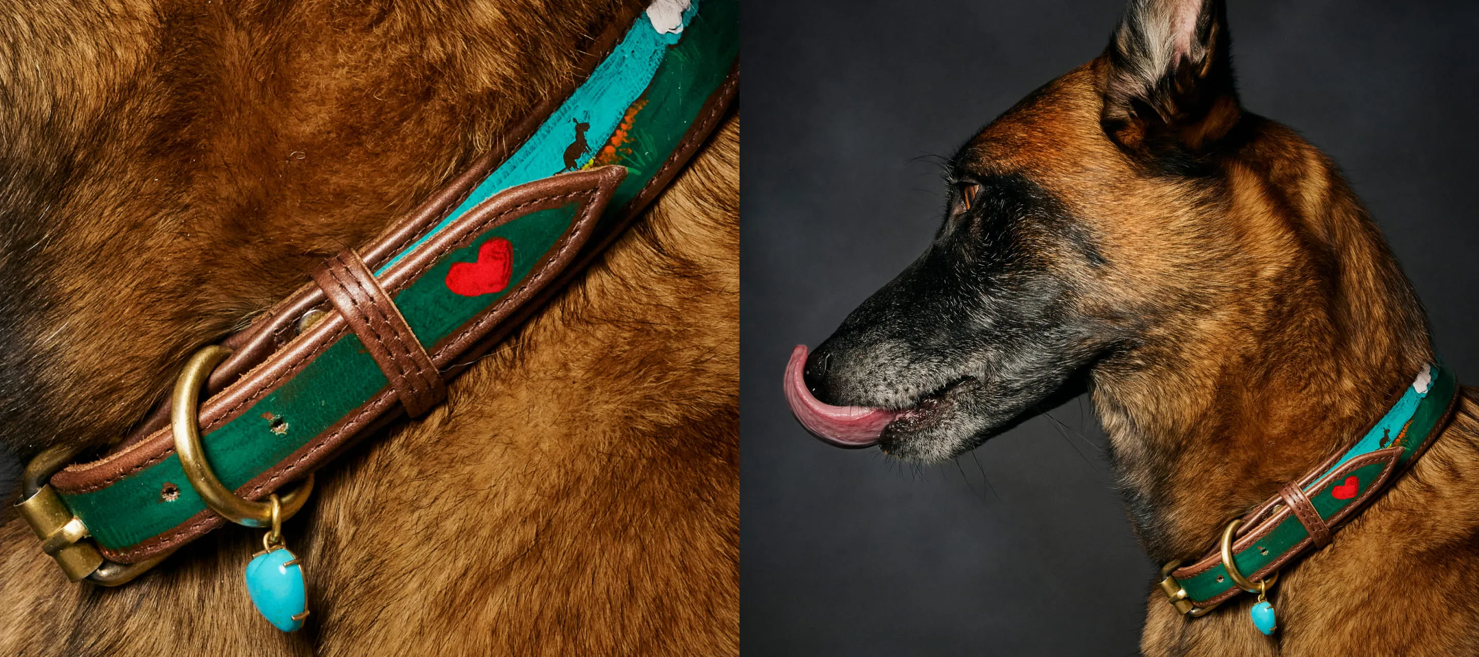 A dog with a custom Collars For Cause collar on.