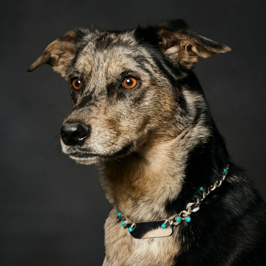 A dog with a custom Collars For Cause collar on.