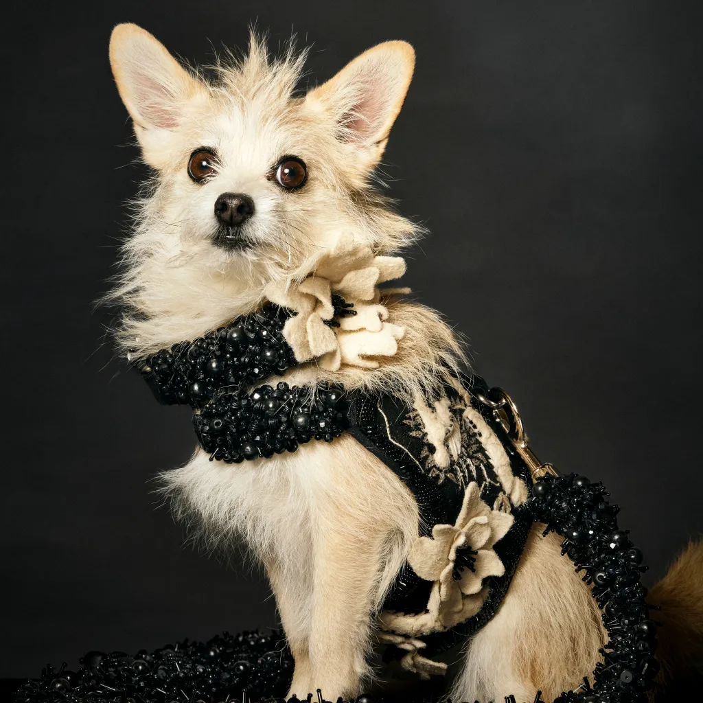 A dog with a custom Collars For Cause collar on.