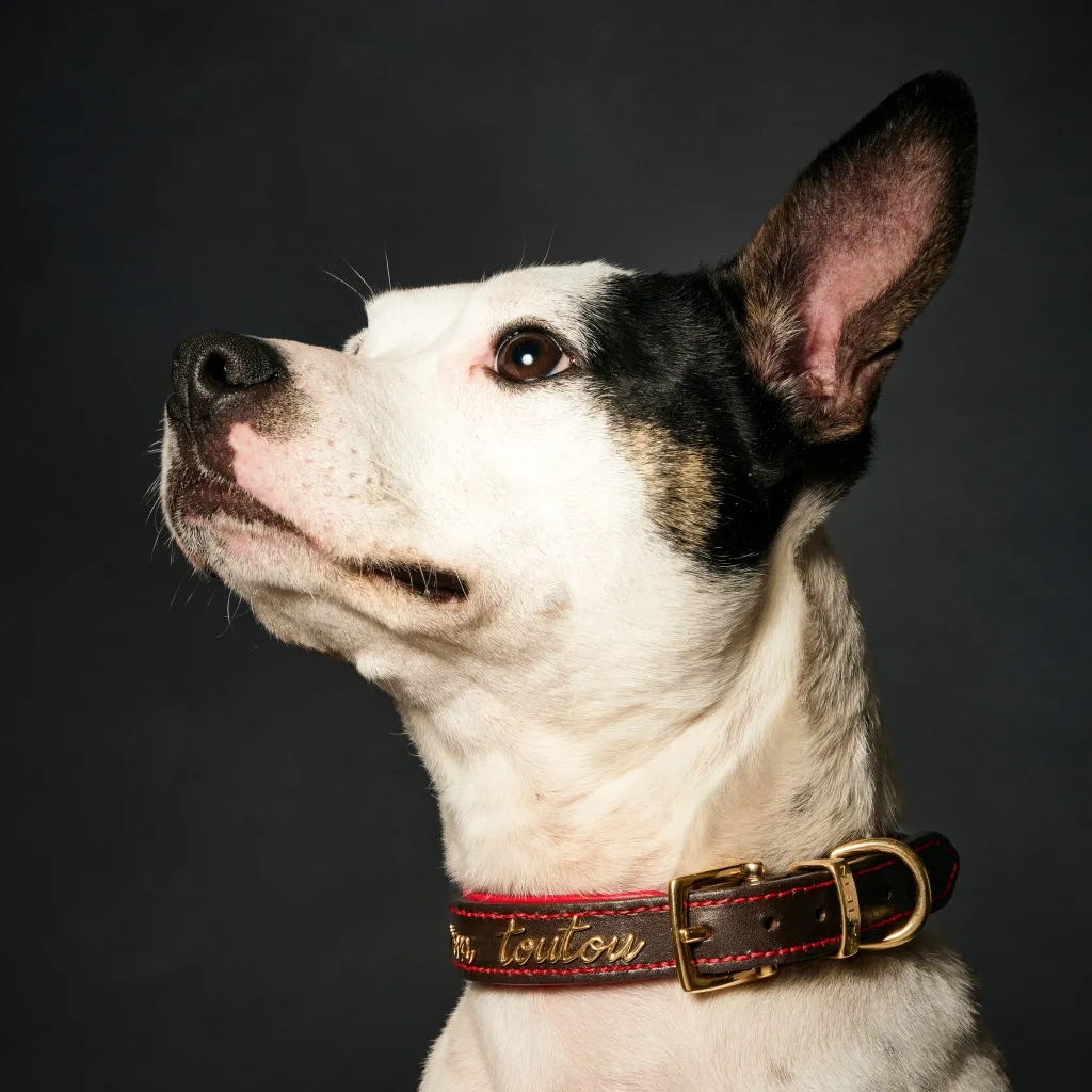 A dog with a custom Collars For Cause collar on.